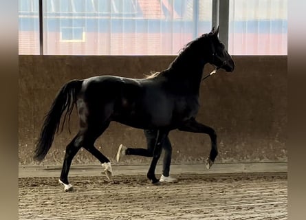 Koń oldenburski, Klacz, 6 lat, 172 cm, Kara