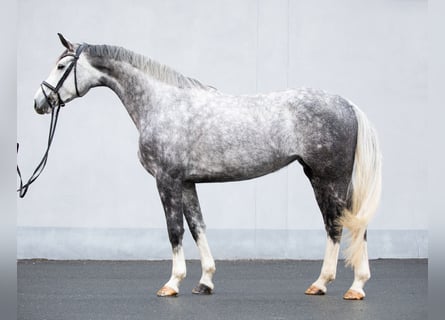 Koń oldenburski, Klacz, 6 lat, 172 cm, Siwa
