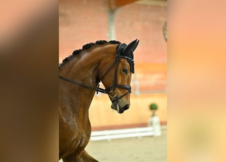 Koń oldenburski, Klacz, 6 lat, 175 cm, Gniada