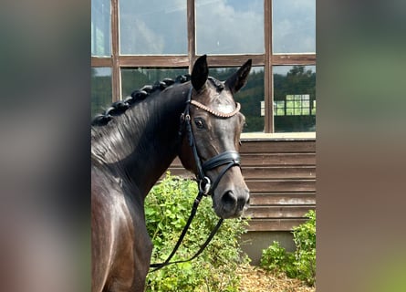 Koń oldenburski, Klacz, 7 lat, 161 cm, Skarogniada