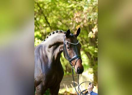 Koń oldenburski, Klacz, 7 lat, 165 cm, Ciemnogniada