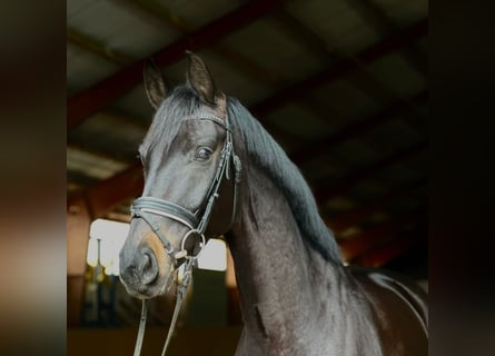 Koń oldenburski, Klacz, 7 lat, 165 cm, Kara