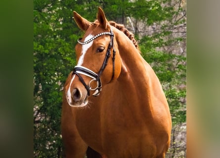 Koń oldenburski, Klacz, 7 lat, 165 cm, Kasztanowata