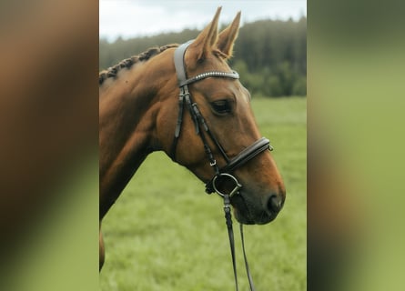 Koń oldenburski, Klacz, 7 lat, 165 cm, Kasztanowata