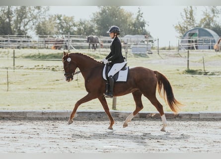 Koń oldenburski, Klacz, 7 lat, 166 cm, Ciemnokasztanowata