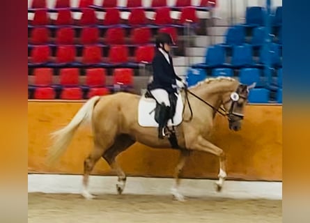 Koń oldenburski, Klacz, 7 lat, 169 cm, Izabelowata
