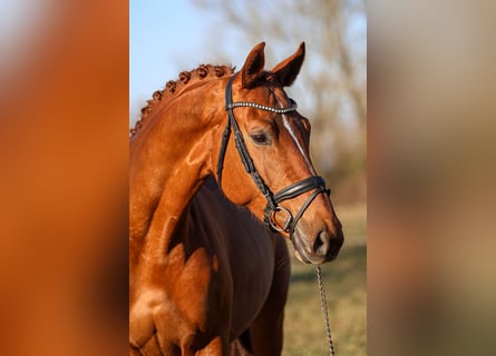 Koń oldenburski, Klacz, 7 lat, 172 cm, Kasztanowata