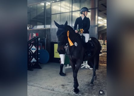 Koń oldenburski, Klacz, 7 lat, 172 cm, Skarogniada