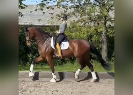 Koń oldenburski, Klacz, 7 lat, 178 cm, Gniada