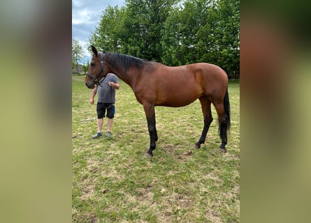 Koń oldenburski, Klacz, 8 lat, 166 cm, Gniada