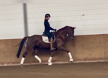 Koń oldenburski, Klacz, 8 lat, 167 cm, Ciemnokasztanowata
