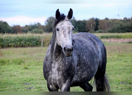 Koń oldenburski, Klacz, 8 lat, 167 cm, Siwa jabłkowita