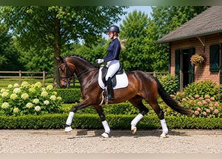 Koń oldenburski, Klacz, 8 lat, 168 cm, Ciemnogniada