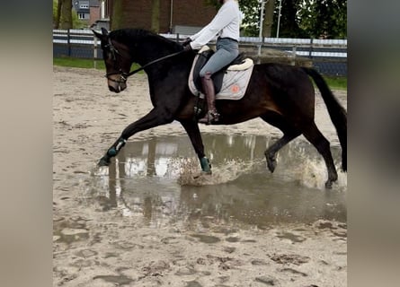 Koń oldenburski, Klacz, 8 lat, 168 cm, Ciemnogniada