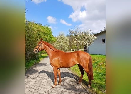 Koń oldenburski, Klacz, 8 lat, 168 cm, Kasztanowata