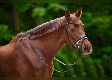 Koń oldenburski, Klacz, 8 lat, 170 cm, Ciemnokasztanowata