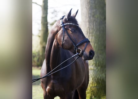 Koń oldenburski, Klacz, 8 lat, 172 cm, Gniada