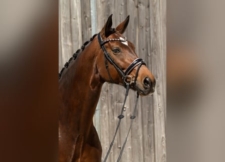 Koń oldenburski, Klacz, 8 lat, 177 cm, Gniada
