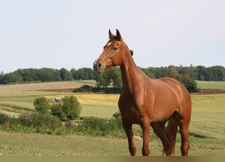 Koń oldenburski, Klacz, 9 lat, 161 cm, Kasztanowata