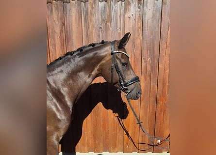 Koń oldenburski, Klacz, 9 lat, 166 cm, Ciemnogniada