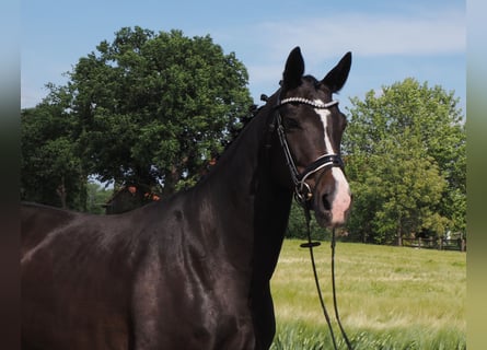 Koń oldenburski, Klacz, 9 lat, 168 cm, Kara