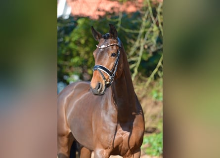 Koń oldenburski, Klacz, 9 lat, 168 cm