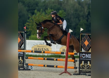 Koń oldenburski, Klacz, 9 lat, 170 cm, Gniada