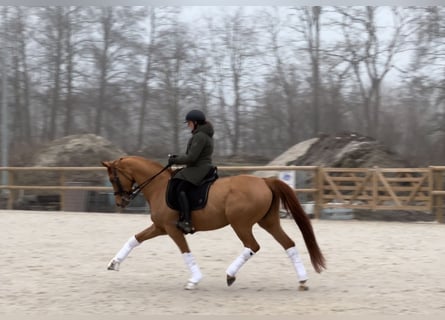 Koń oldenburski, Klacz, 9 lat, 170 cm, Kasztanowata