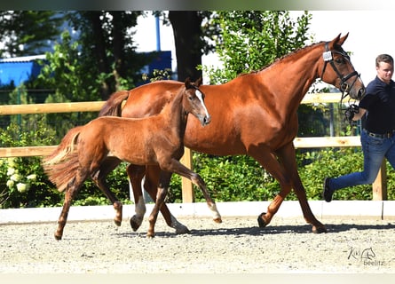 Koń oldenburski, Klacz, 9 lat, 175 cm, Kasztanowata