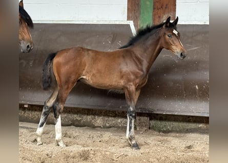 Koń oldenburski, Klacz, Źrebak (02/2024), 167 cm