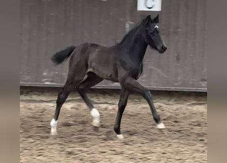 Koń oldenburski, Klacz, Źrebak (02/2024), 168 cm, Kara