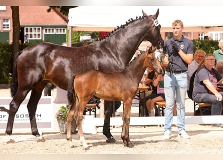 Koń oldenburski, Klacz, Źrebak (05/2026), 168 cm, Skarogniada
