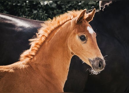 Koń oldenburski, Klacz, Źrebak (04/2024), 170 cm, Ciemnokasztanowata