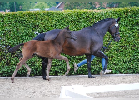 Koń oldenburski, Klacz, Źrebak (04/2025), 170 cm, Skarogniada