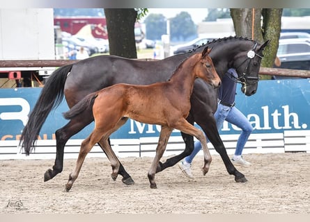 Koń oldenburski, Klacz, Źrebak (04/2024), Gniada