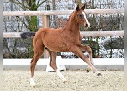 Koń oldenburski, Klacz, Źrebak (02/2026)