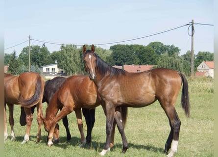 Koń oldenburski, Ogier, 1 Rok, 170 cm, Ciemnogniada