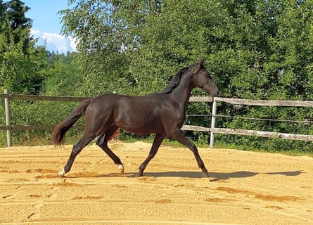 Koń oldenburski, Ogier, 1 Rok, 172 cm, Kara