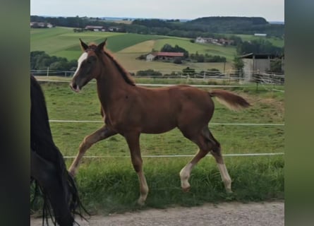 Koń oldenburski, Ogier, 1 Rok, Ciemnokasztanowata