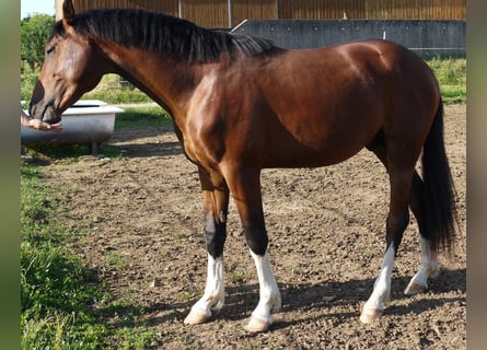 Koń oldenburski, Ogier, 2 lat, 162 cm, Gniada