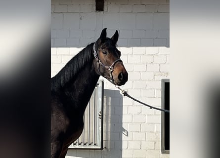 Koń oldenburski, Ogier, 2 lat, 163 cm, Ciemnogniada