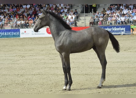 Koń oldenburski, Ogier, 2 lat, 163 cm, Siwa jabłkowita