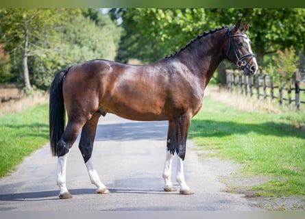 Koń oldenburski, Ogier, 2 lat, 169 cm, Ciemnogniada