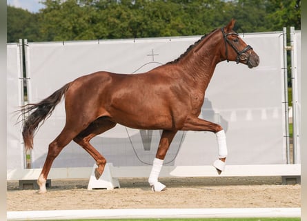 Koń oldenburski, Ogier, 2 lat, 169 cm, Ciemnokasztanowata