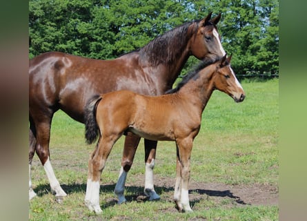 Koń oldenburski, Ogier, 2 lat, 169 cm, Gniada