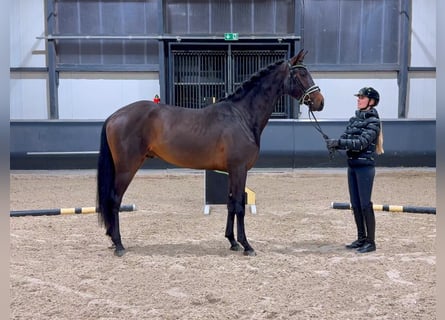 Koń oldenburski, Ogier, 2 lat, 170 cm, Ciemnogniada