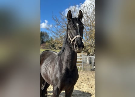 Koń oldenburski, Ogier, 2 lat, 170 cm, Kara
