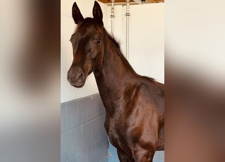 Koń oldenburski, Ogier, 2 lat, 170 cm, Skarogniada