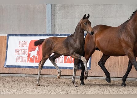 Koń oldenburski, Ogier, 2 lat, 172 cm, Ciemnogniada
