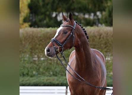 Koń oldenburski, Ogier, 2 lat, Gniada